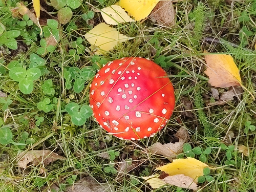 Fly Agaric