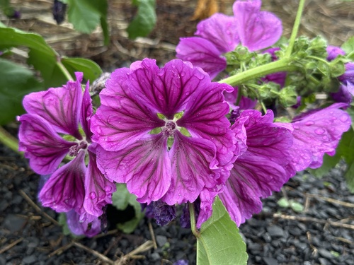 Common Mallow