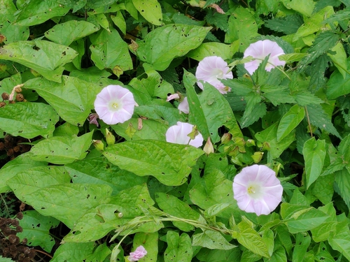 hedge bindweed