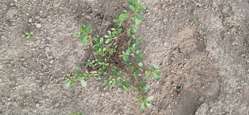 Common Purslane