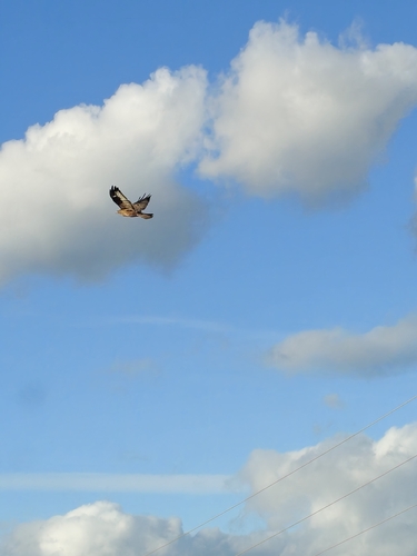 Common Buzzard