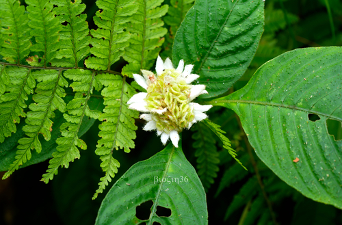 Ophiorrhiza fasciculata