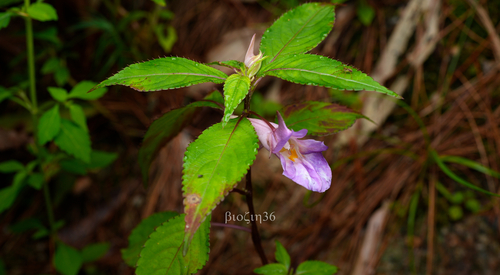 Impatiens arguta