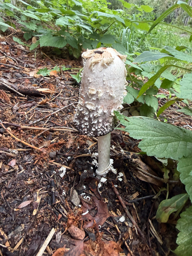 Shaggy Mane