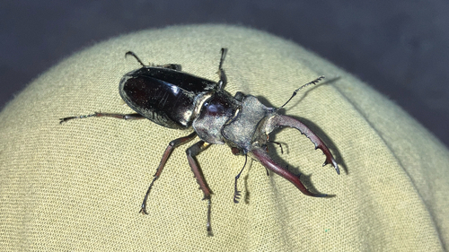 Lucanus mearesii