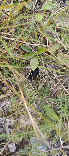 Silpha carinata
