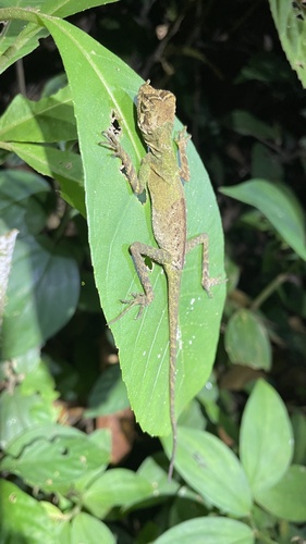 Ornate Earless Agama