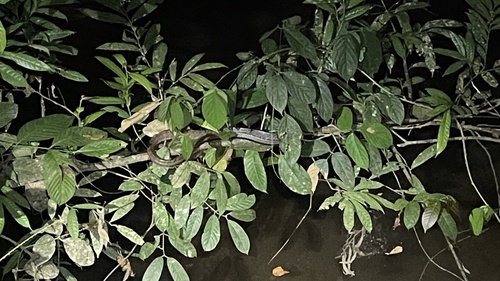 Brown Rat Snake