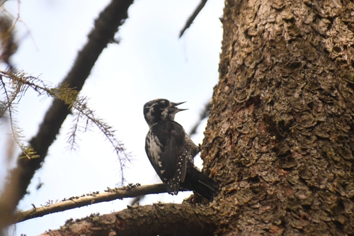 Eurasian Three-toed Woodpecker
