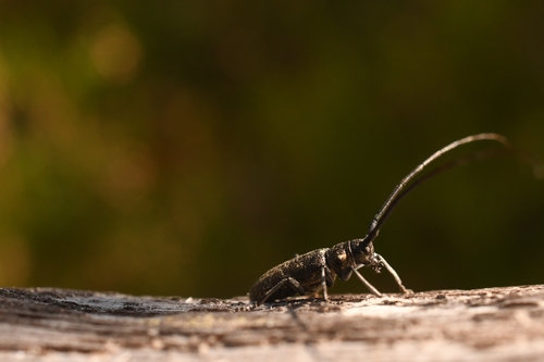 Black Pine Sawyer Beetle