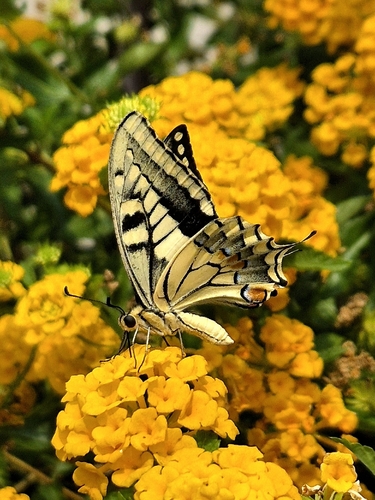 Old World Swallowtail