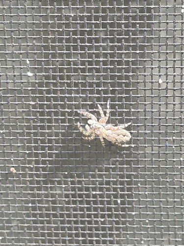 Tan Jumping Spider