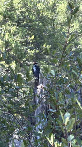 iNaturalist observation photo of Hairy Woodpecker