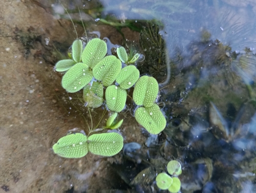 floating fern