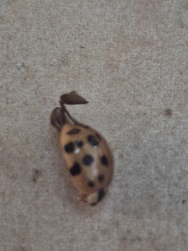 Asian Lady Beetle
