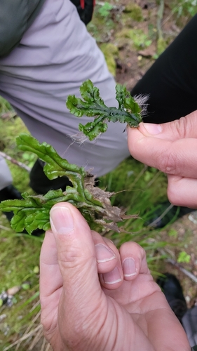 Common Liverwort