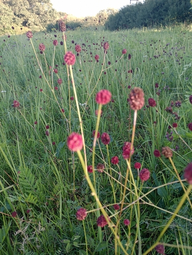 Great burnet