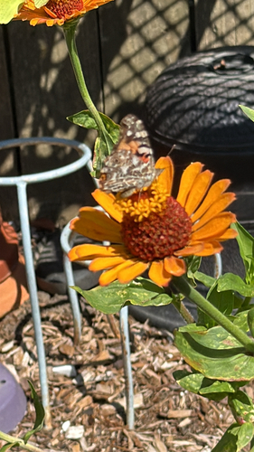 Painted Lady
