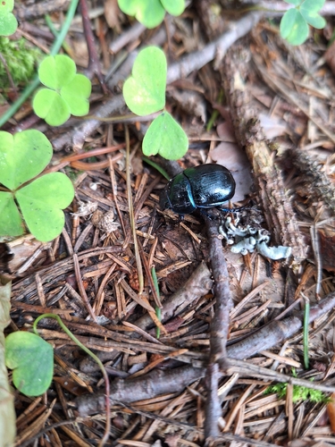 Woodland Dor Beetle