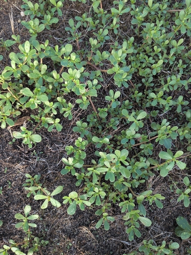 Common Purslane