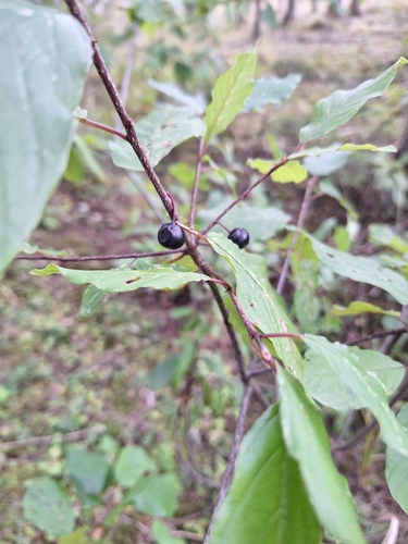 alder buckthorn
