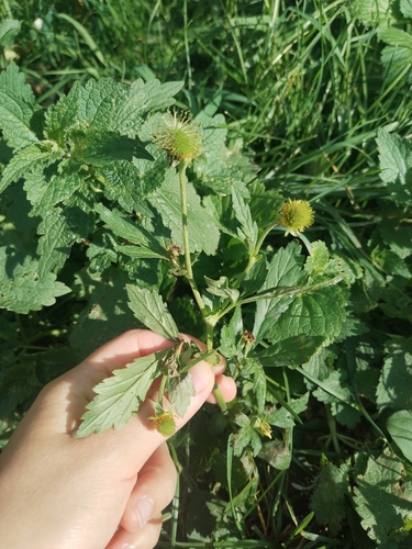 Наблюдение на iNaturalist