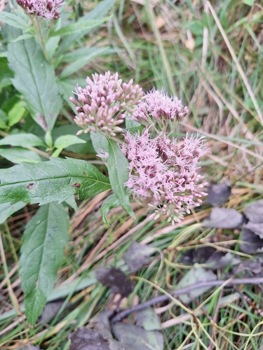 hemp agrimony