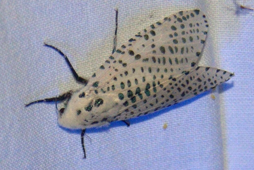 Wood Leopard Moth