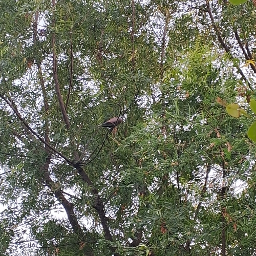 Red Collared-Dove