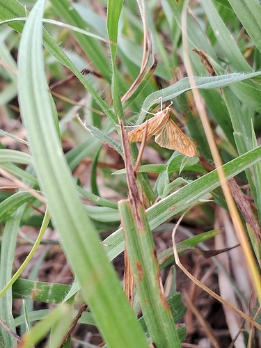Sesame Leafroller