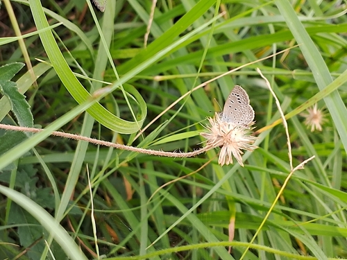 Dark Grass Blue