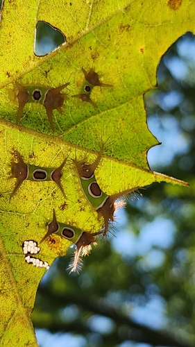 Saddleback Caterpillar Moth