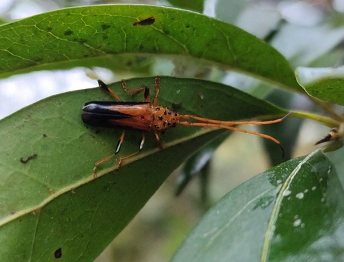 Chydarteres dimidiatus