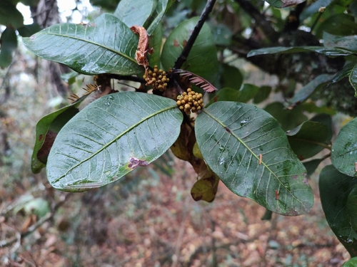 Pouteria ramiflora