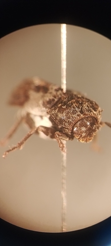 Dermestes marmoratus