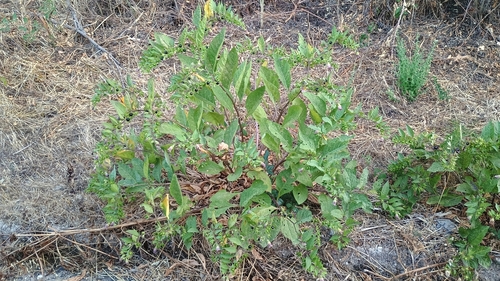 Deadly Nightshade