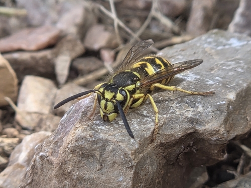 Western Yellowjacket