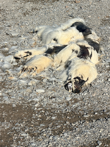 Black Bear sighting near Baffin
