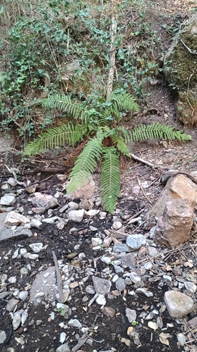soft shield fern