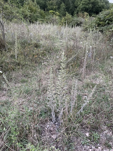 Pale Bugloss
