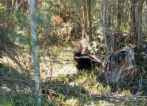 Molina's Hog-nosed Skunk