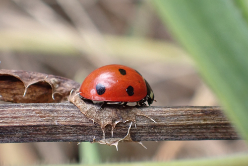 Seven-spotted Lady Beetle