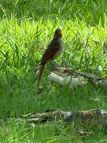 Northern Cardinal