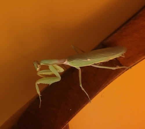 Transcaucasian Giant Mantis