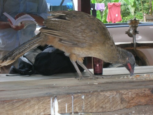 Plain Chachalaca