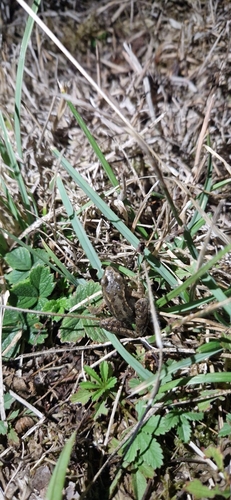 European Common Frog