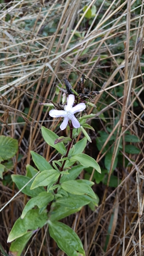 common soapwort