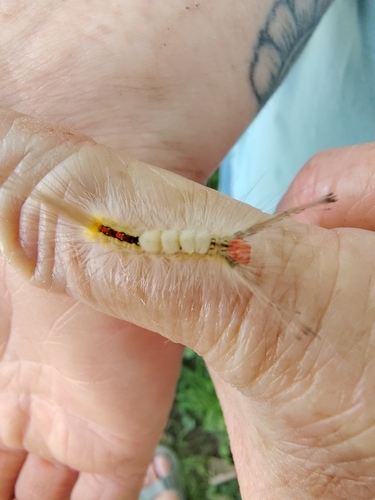 White-marked Tussock Moth