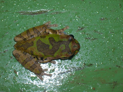 Mexican Treefrog