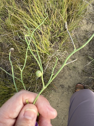 Antistrophus pisum